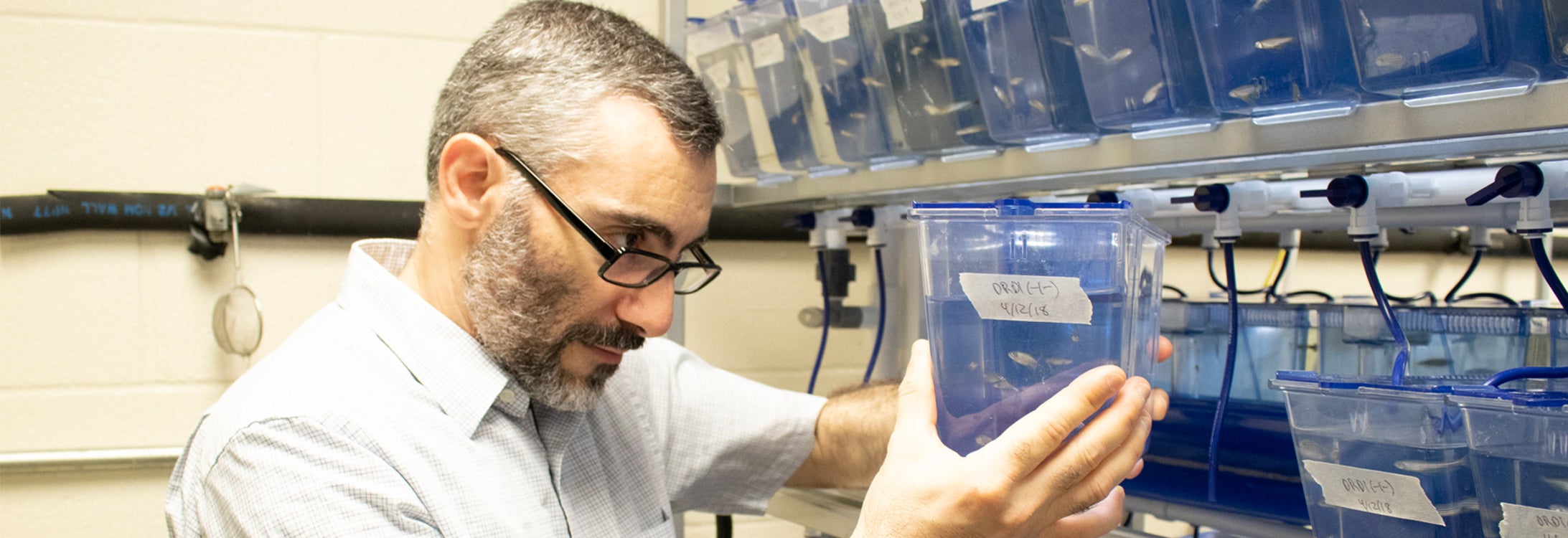 Assistant professor of neurobiology Fadi Issa examines a group of zebrafish in his lab. Issa is exploring the connection between social hierarchy in zebrafish and its effect on behavior and neurological systems to better understand human brain development.