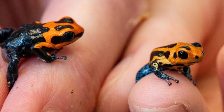 East Carolina University professor Kyle Summers and a team of researchers sequenced the DNA of five different vertebrate species – including poison dart frogs – to explore the genetics behind parental care and mating systems. (Photos by Cliff Hollis)