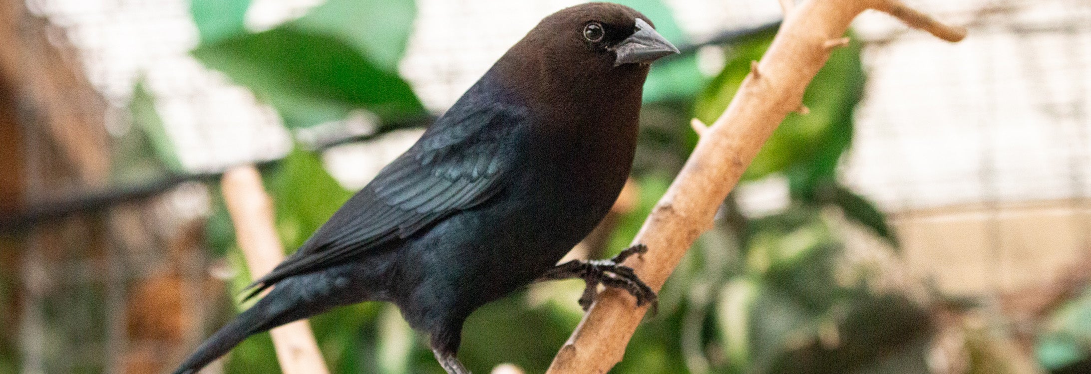A male brown-headed cowbird surveys his surroundings at Sylvan Heights Bird Park. Cowbirds were used in a recent study by a multi-instiutional research team, including East Carolina University associate professor Chris Balakrishnan, that provided evidence that a password is used in cowbird song learning. (Submitted photos by Katie Lubbock/Sylan Heights Bird Park)